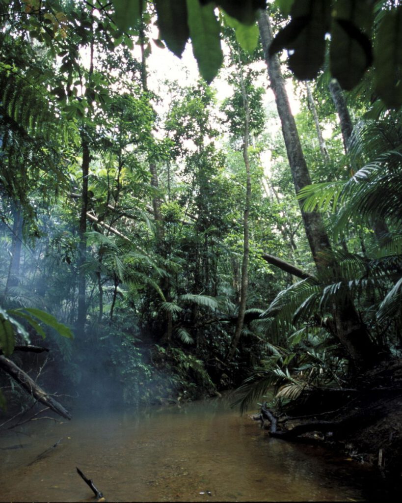 Amazon rainforest in the southern Colombia