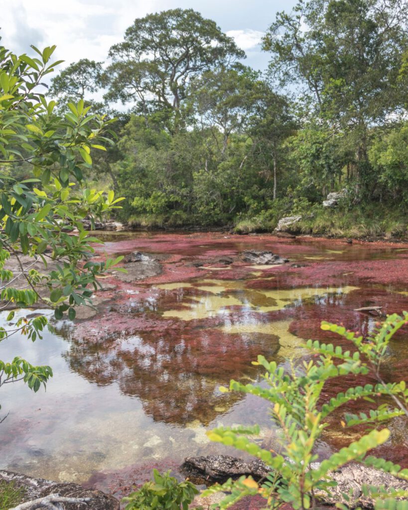 Cano Cristales - Colombia's rainbow river