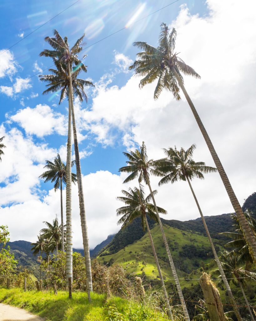 Tropical landscapes at Cocora National Park