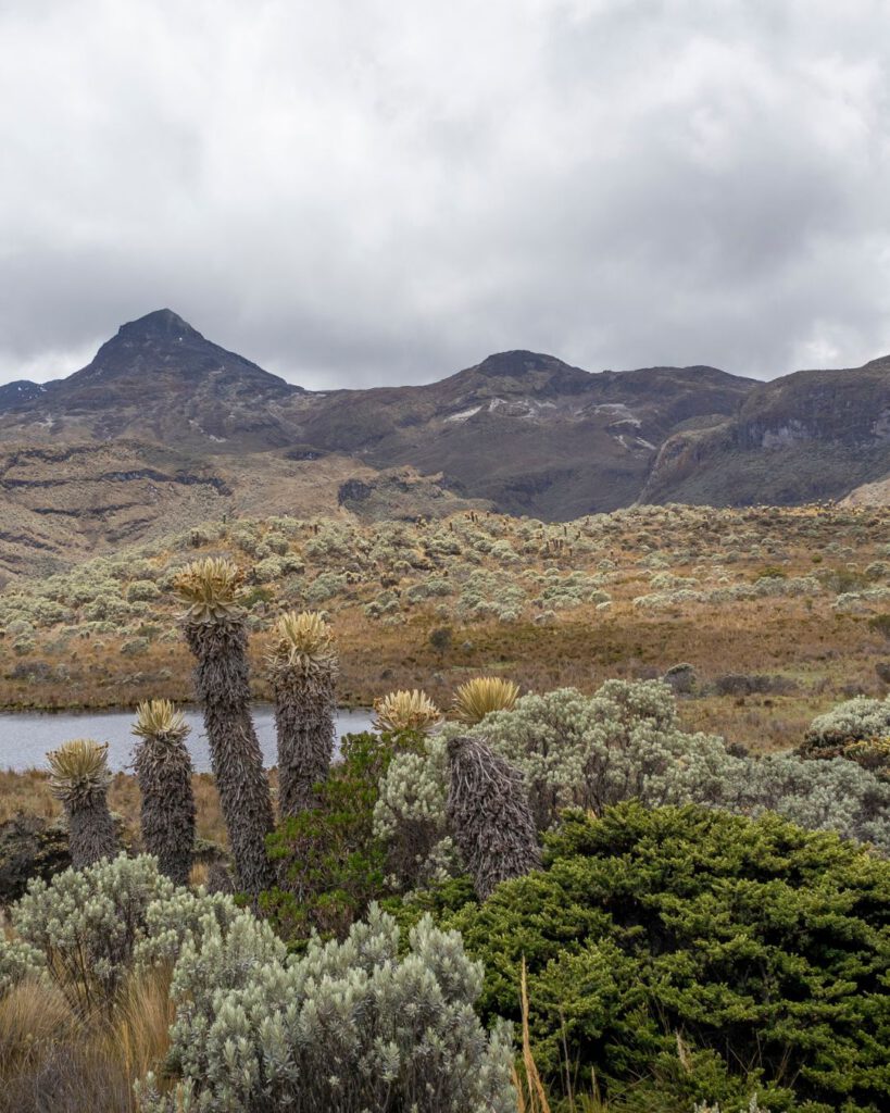 Snowy peaks at the Los Nevados Natural National Park