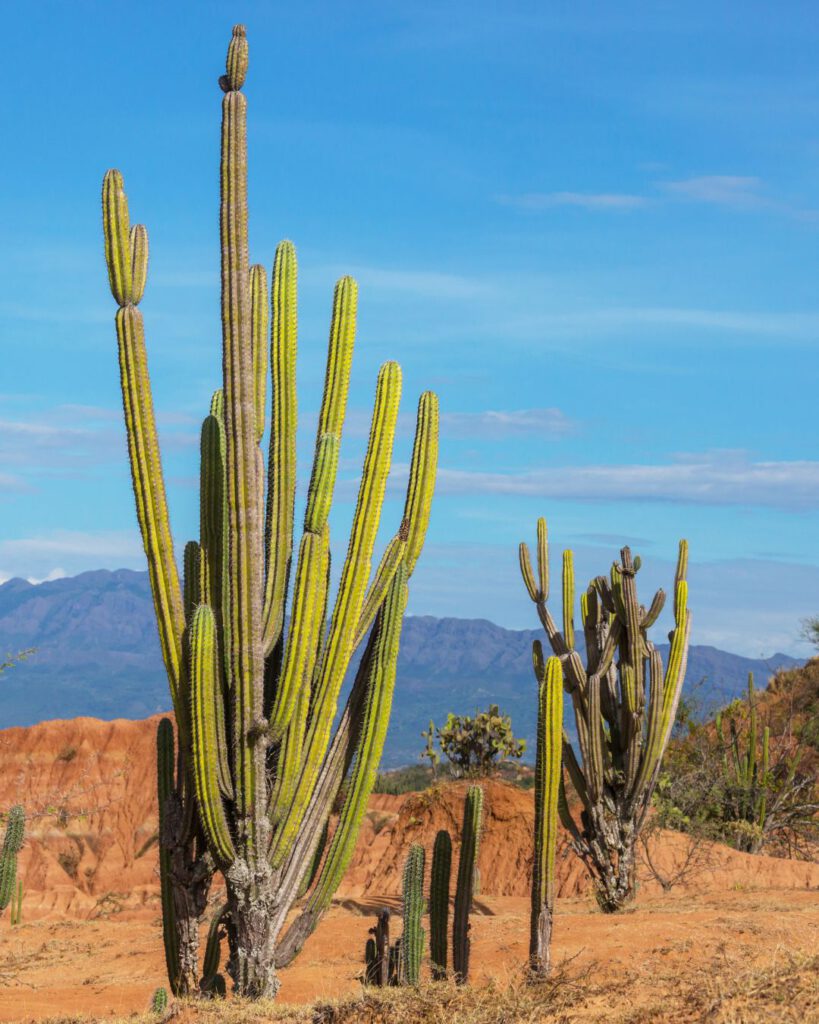 Visiting the peaceful and silent Tacacoa desert