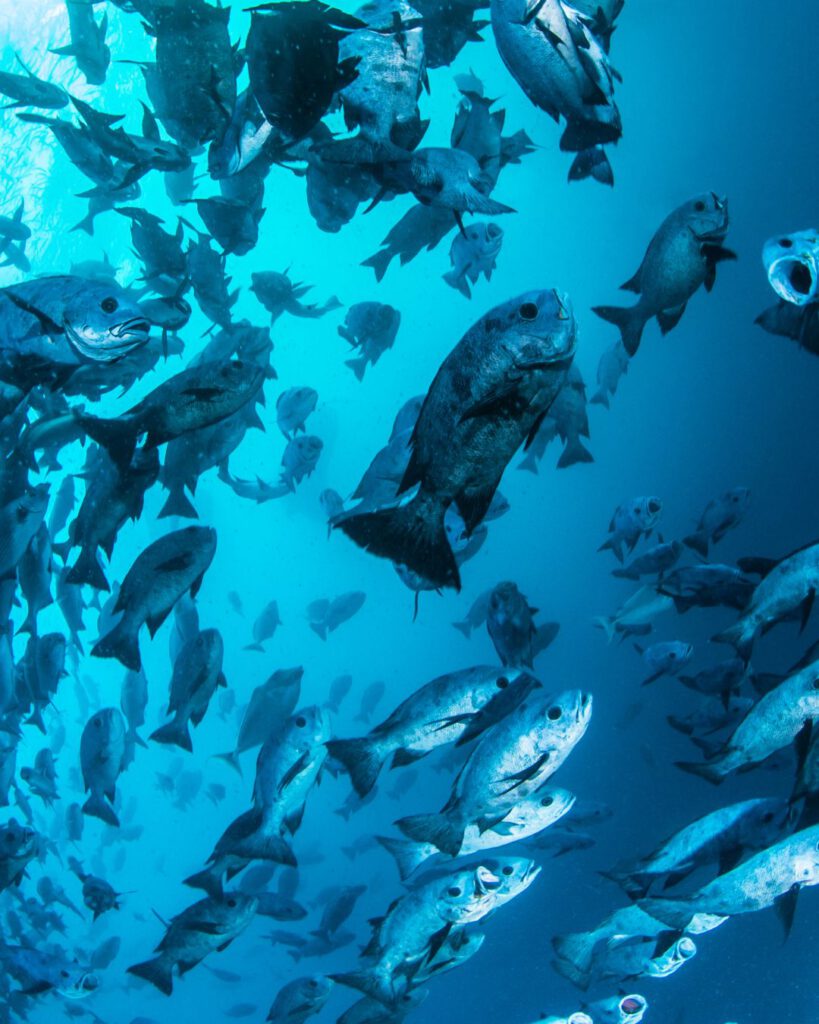 Bank of Fish at the Palau Rock ISlands