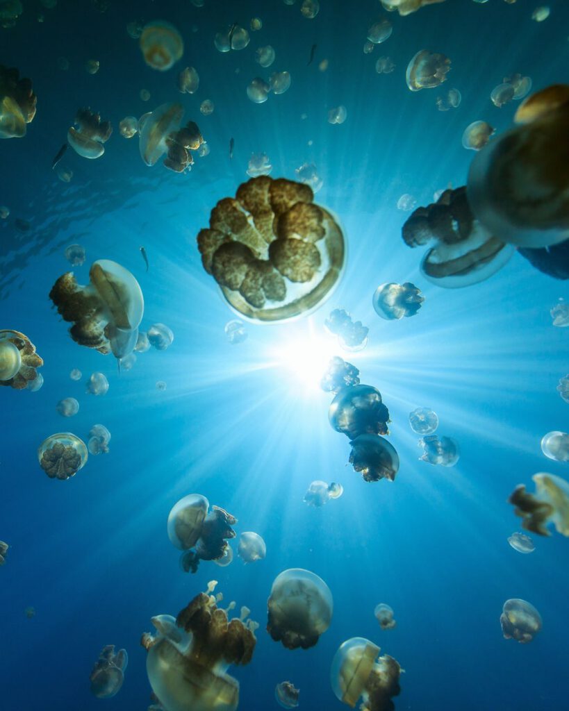 View of the jellyfish from the bottom at the Jellyfish Lake in Palau