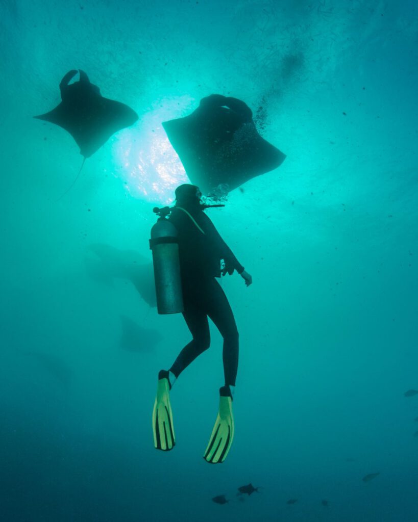 Diving in Palau and observing an Manta Ray