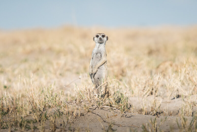 meerkats at Makgadikgadi Pans in Botswana