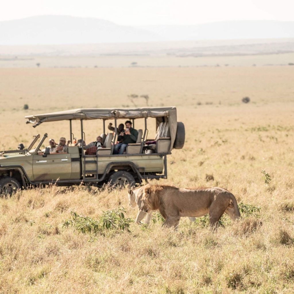 lions in Masai Mara with car