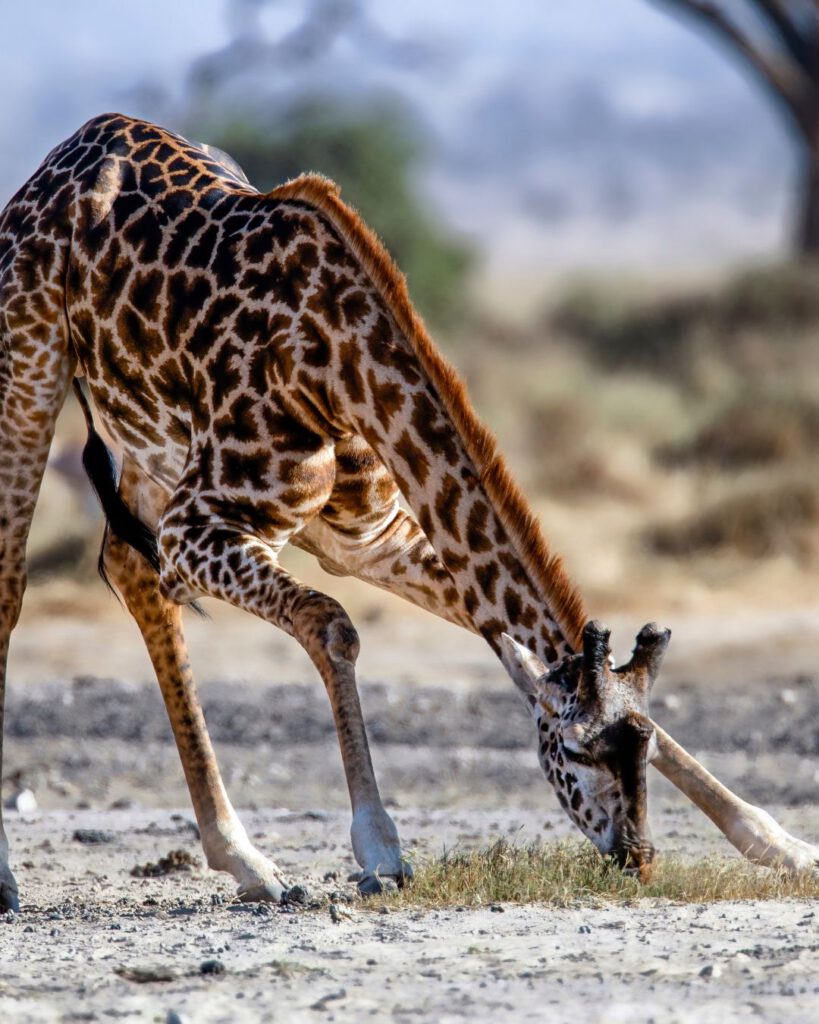 Amboseli National park on a nutshell