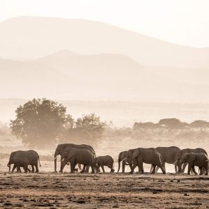 herds of elephants in Amboseli National Park - Kenya