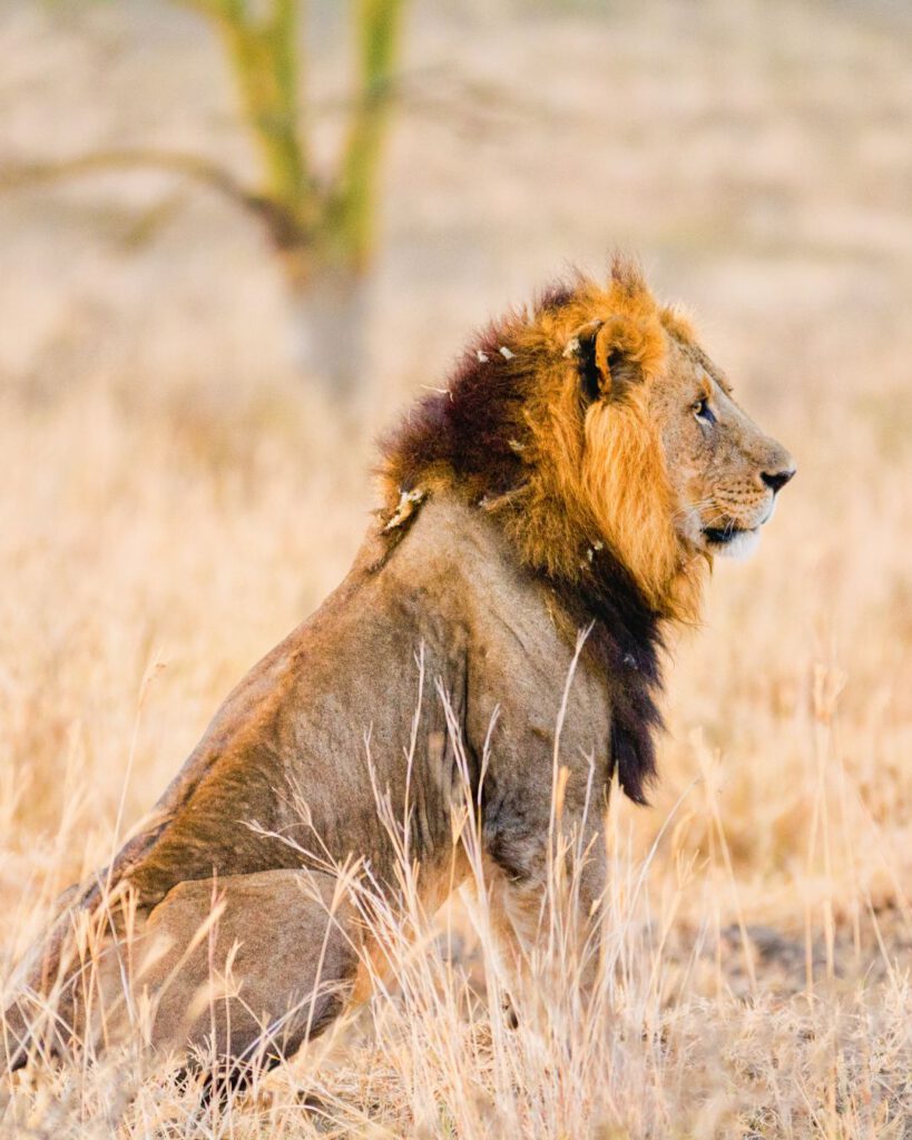 Amboseli National park on a nutshell