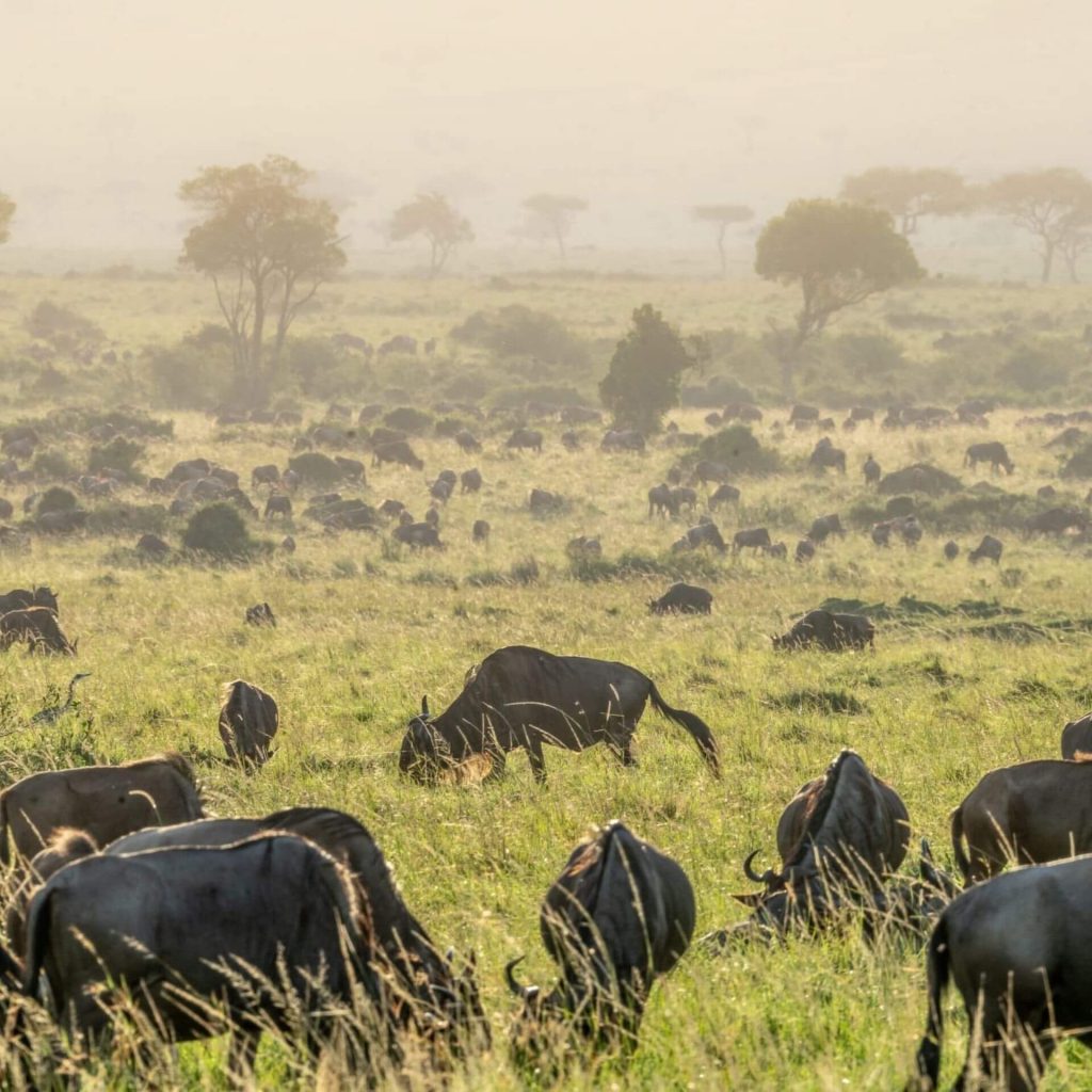 River crossings in Masai Mara