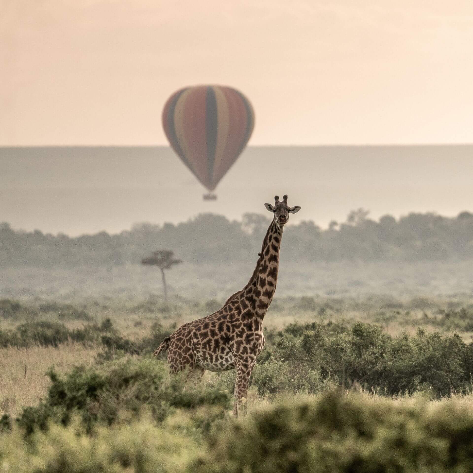 Wildlife in Kenya - best places to visit in Kenya