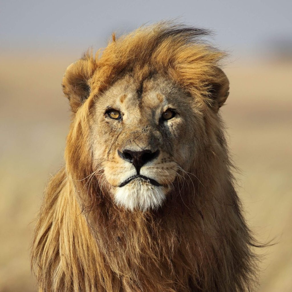 Eswatini - Hlane National Park lions