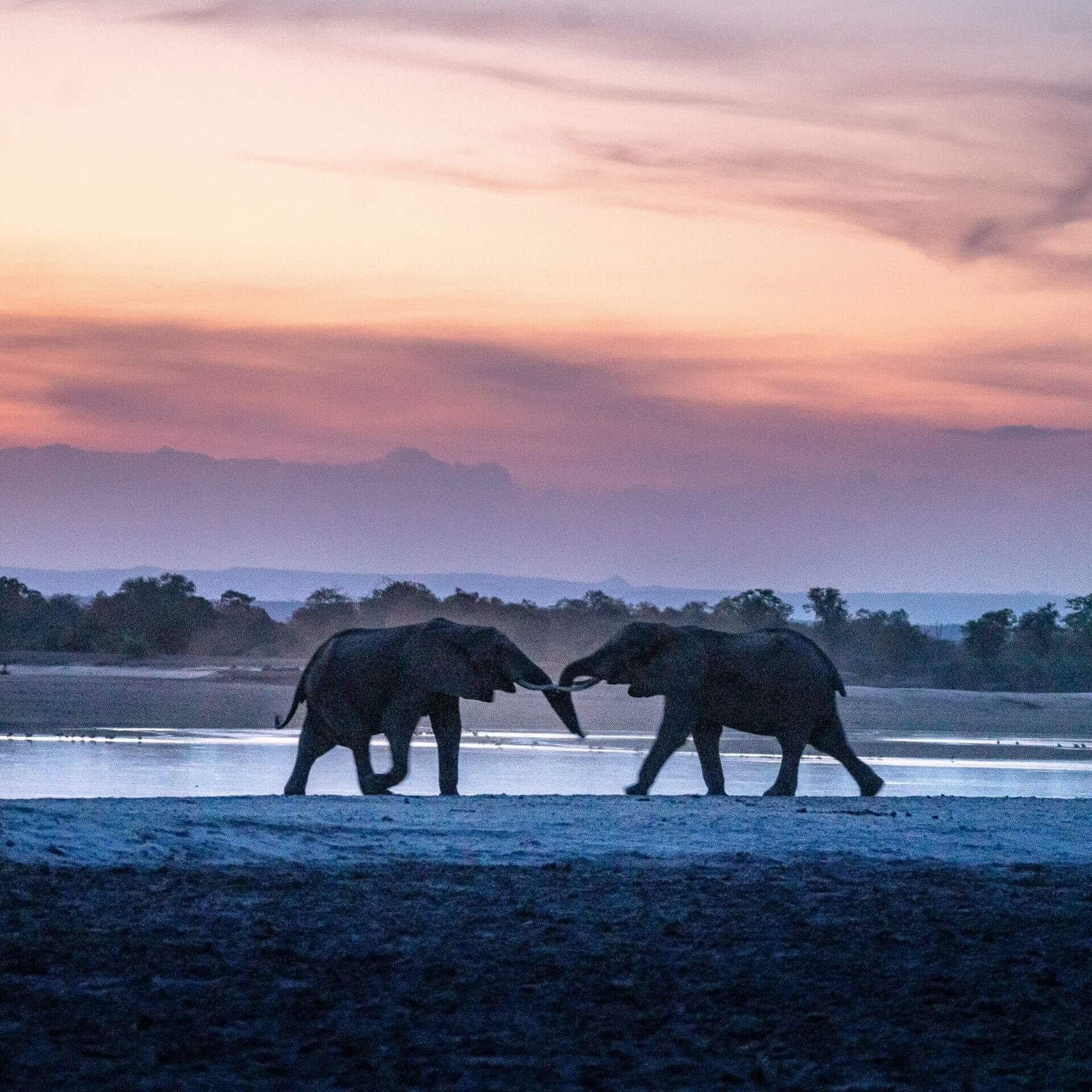 South Luangwa National Park, Zambia