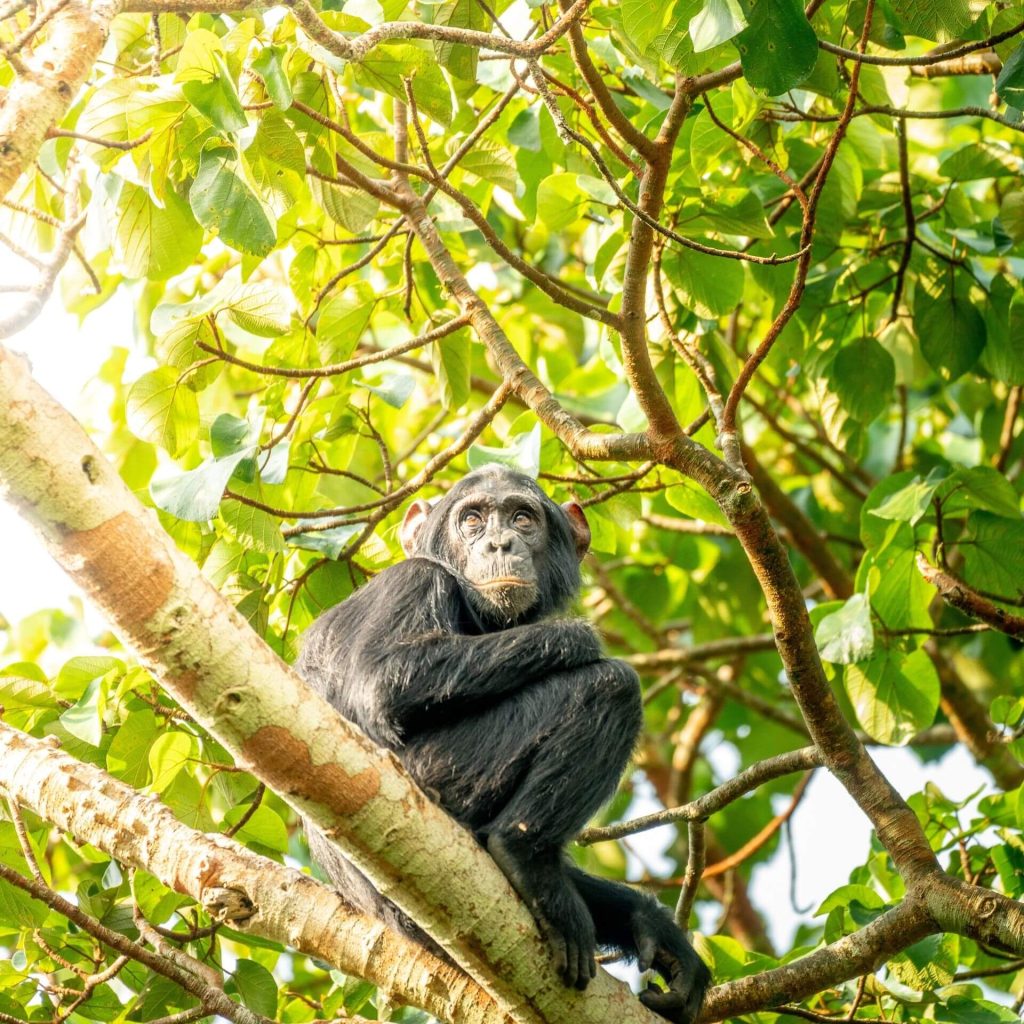 Tracking chimpanzees in Uganda‘s Kibale National Park