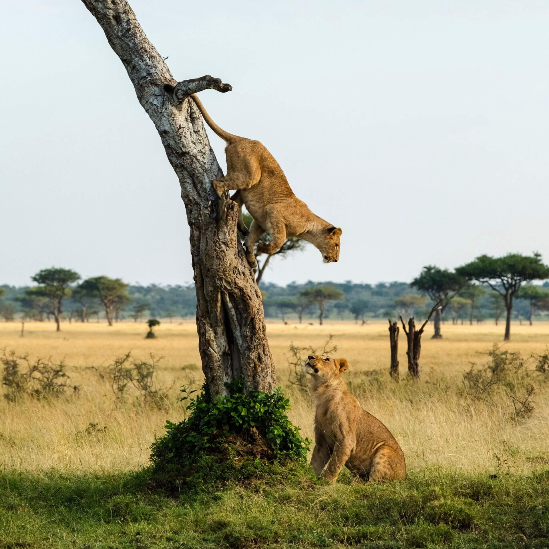 climbing lions at Queen Elizabeth National Park - How to plan a trip