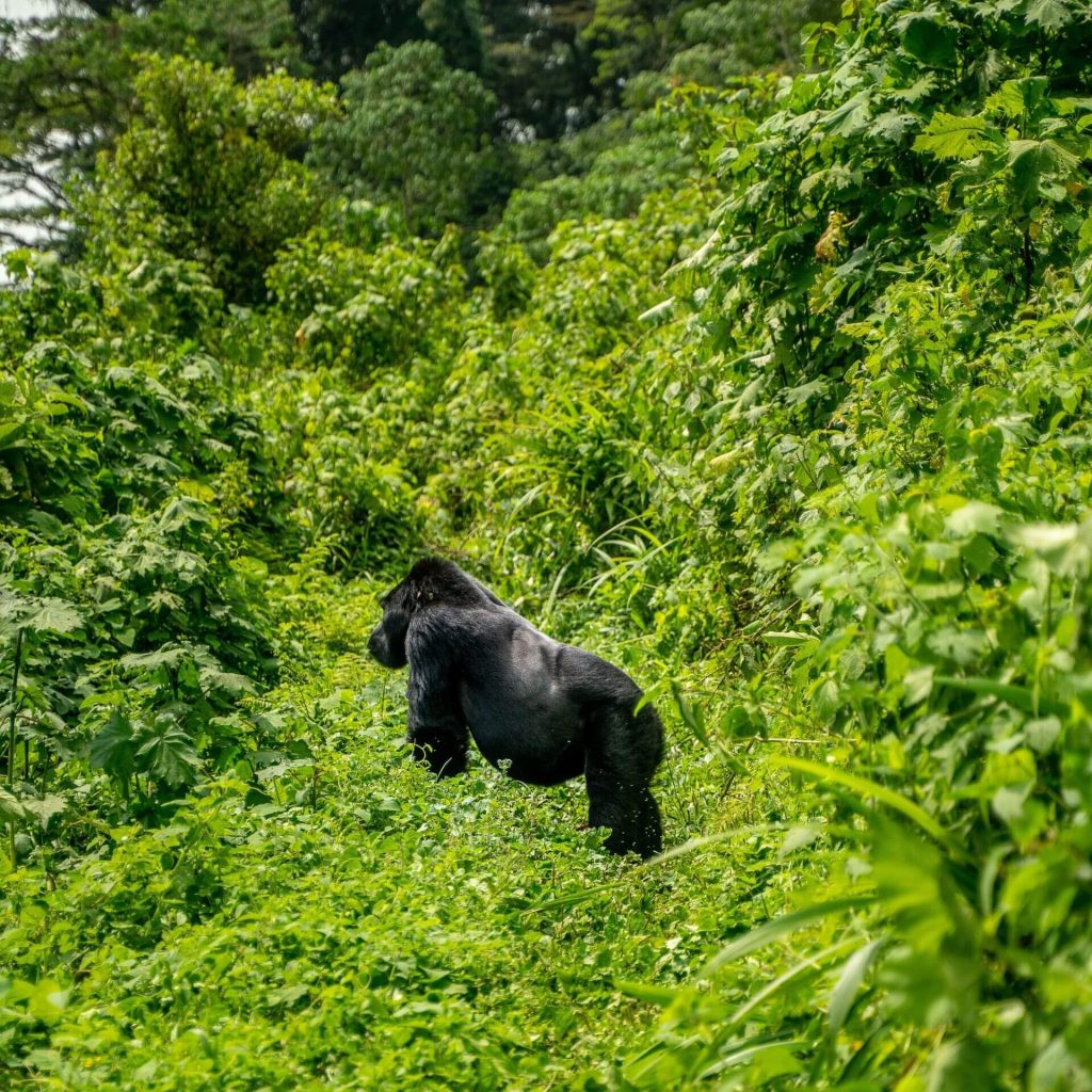 How to plan a gorilla trekking in Uganda's Bwindi Impenetrable Forest