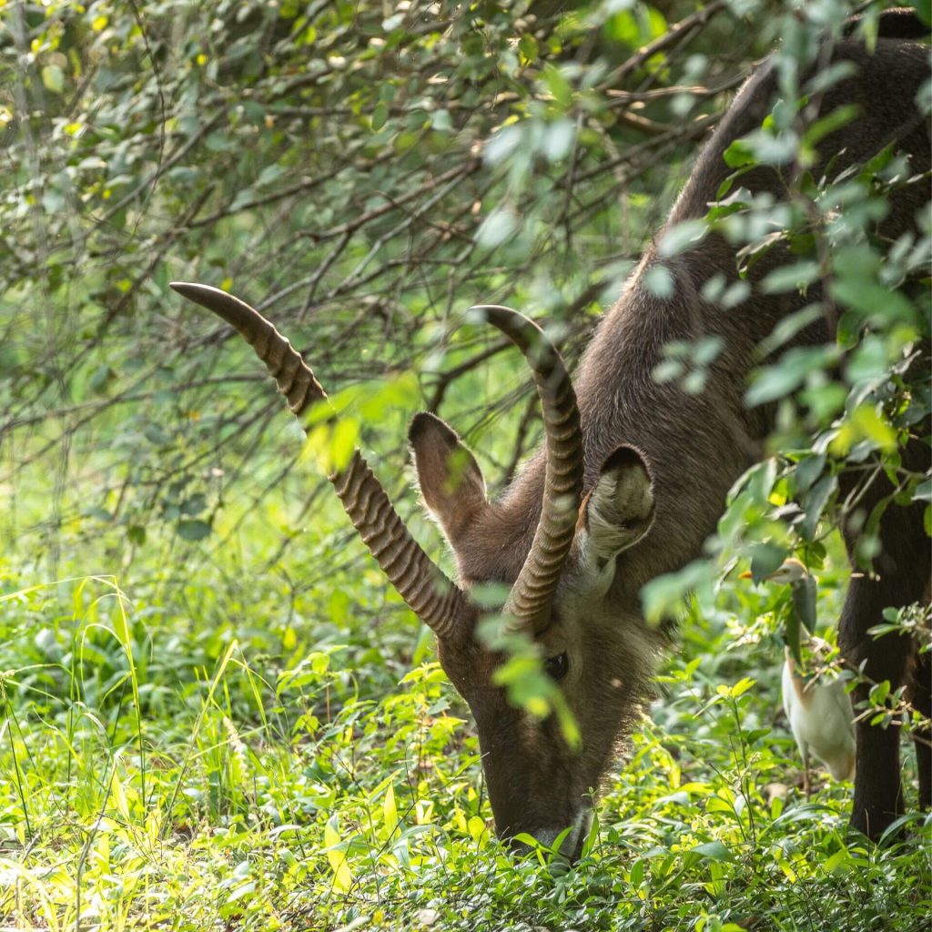 How to plan a trip in Akagera national Park