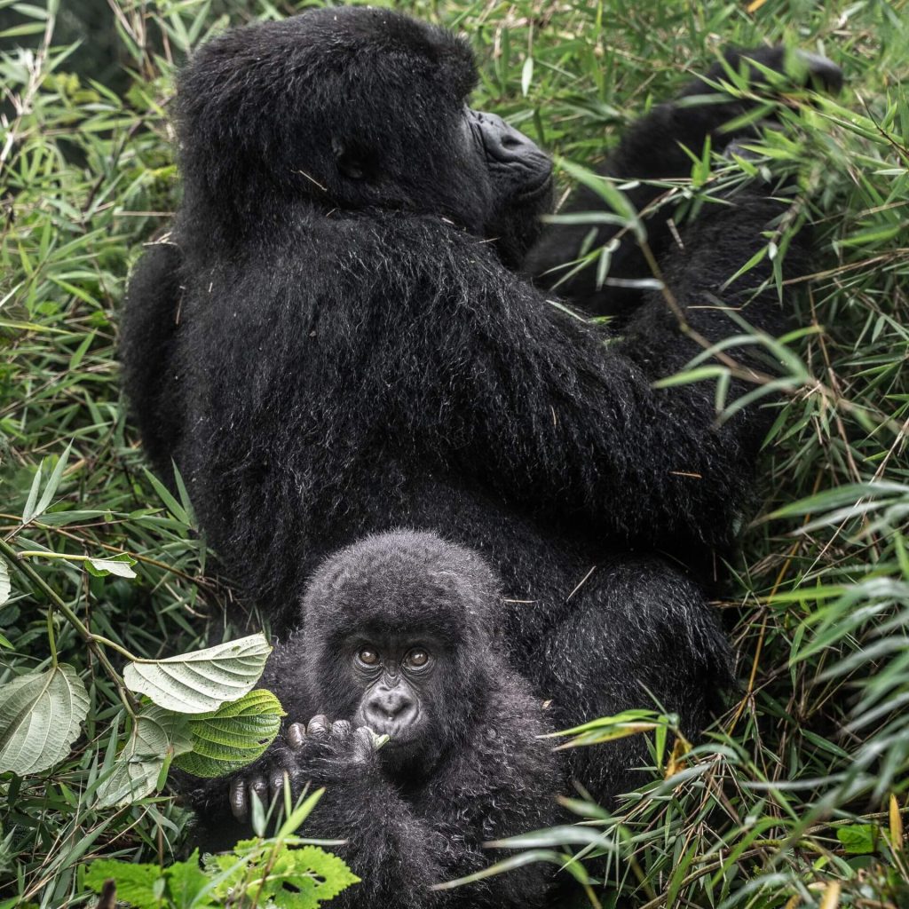 Why you need to do a gorilla trekking in Rwanda