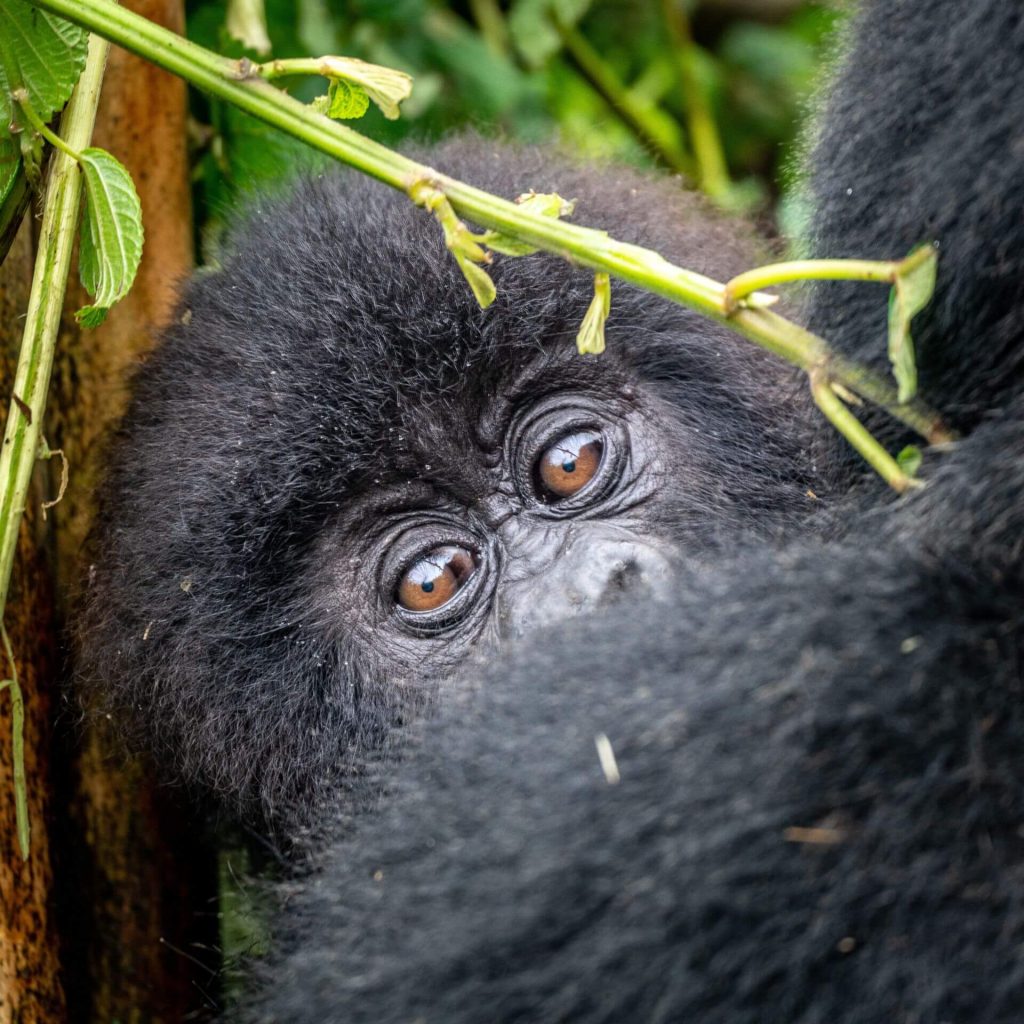 Kwita Izina – A ceremony to name baby gorillas