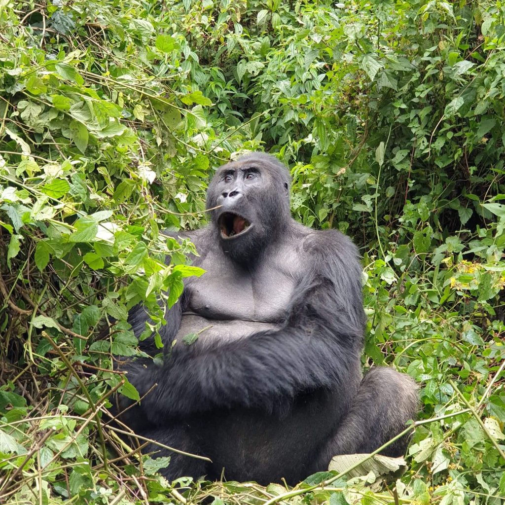 Where is the best place to do gorilla trekking in East Africa