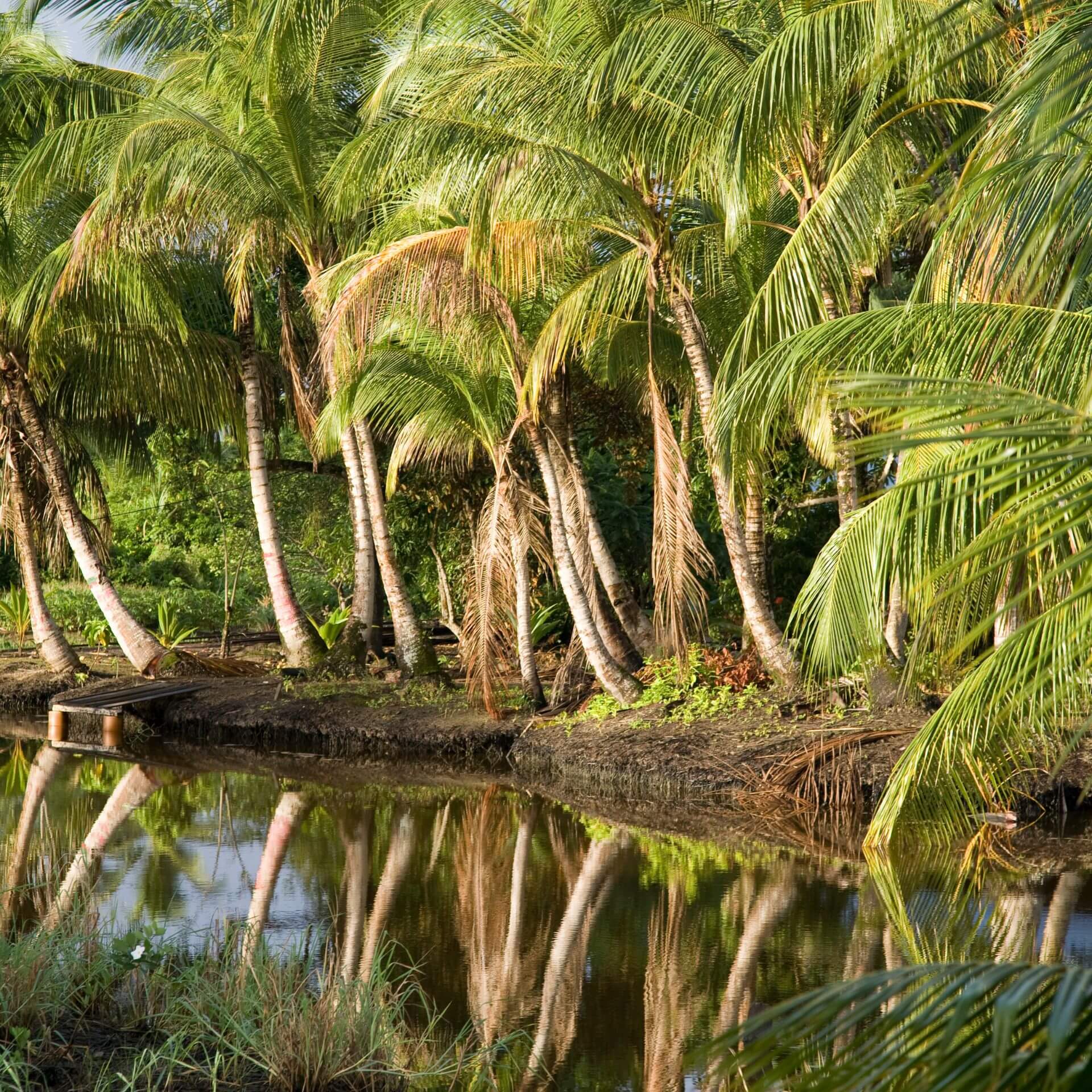 How to travel overland from Guyana to Suriname