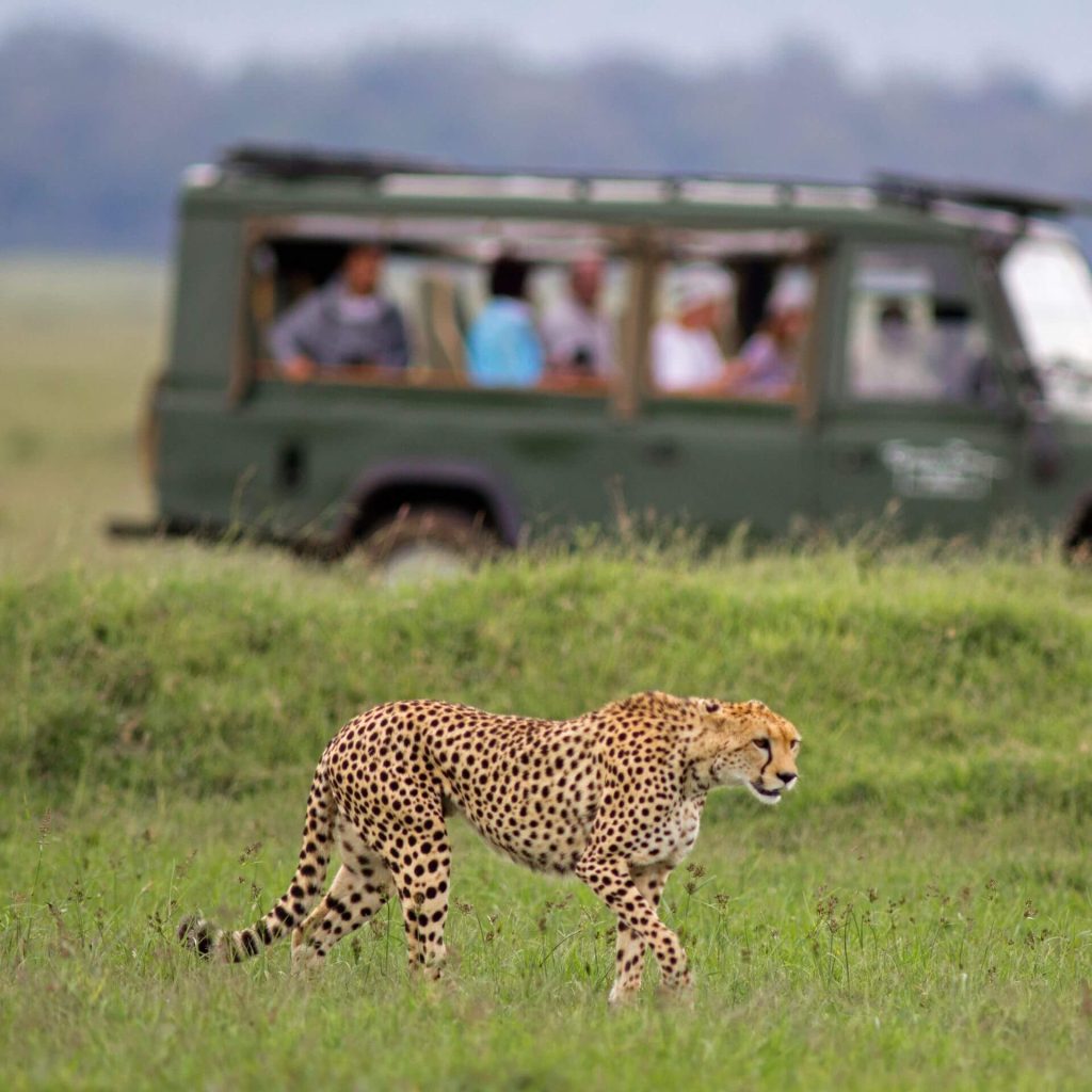 How to plan a safari trip on a budget