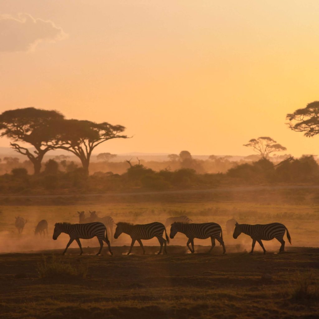 How to plan the perfect safari trip in Africa