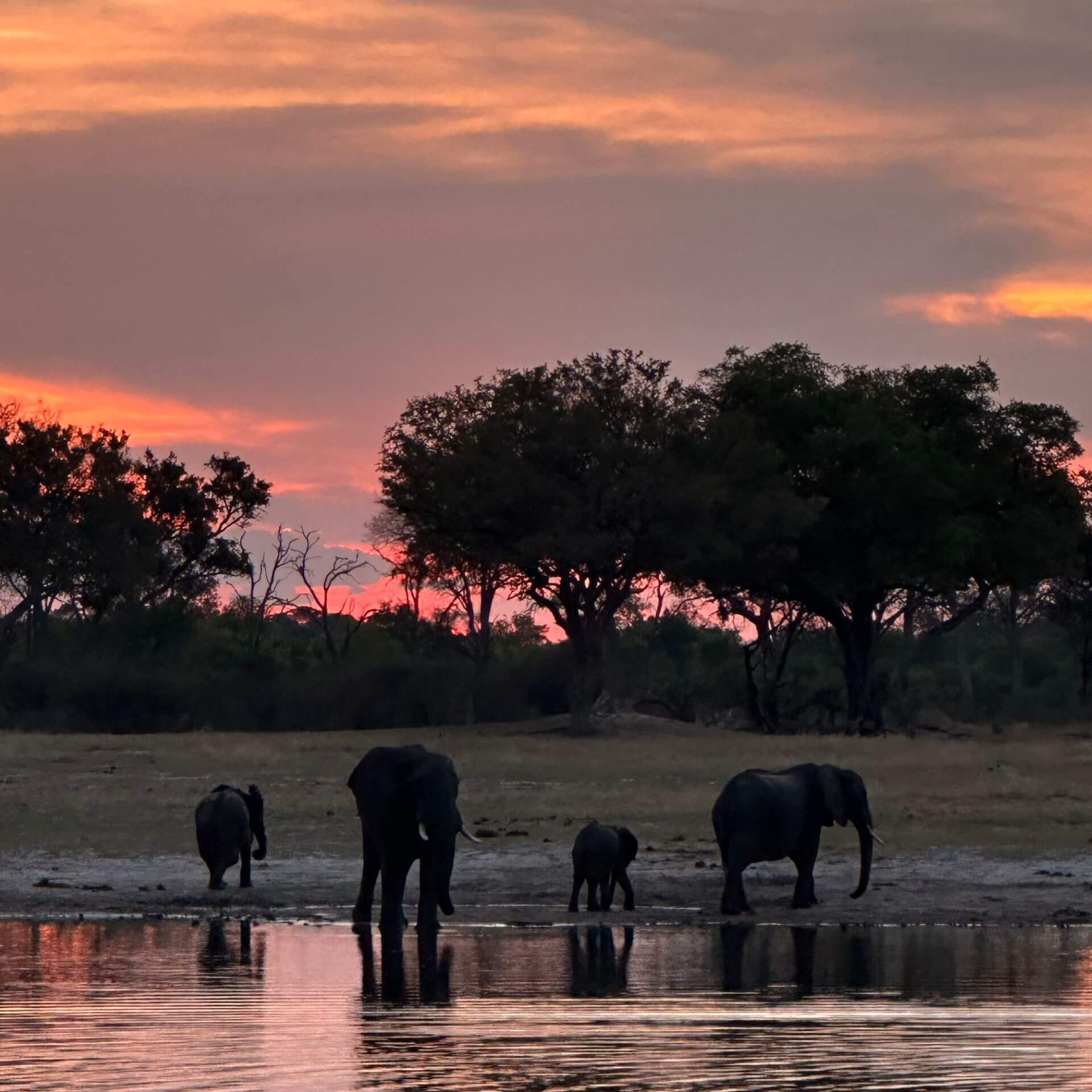 Choosing Safaris: Private Conservancies or National Parks?