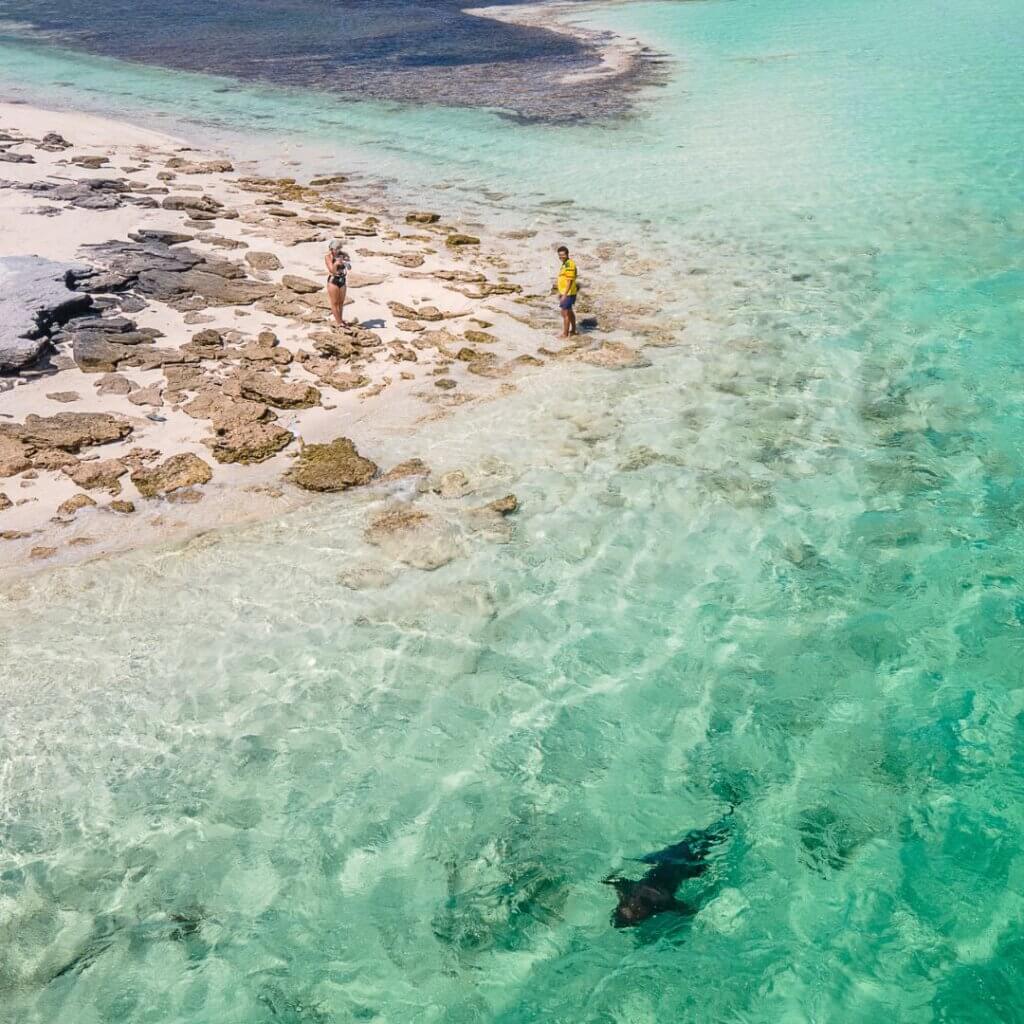 Spotting sharks along the coast