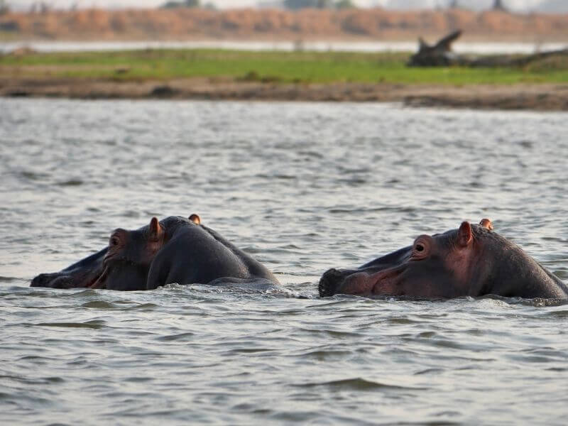 Hippo swimming in Colombia river