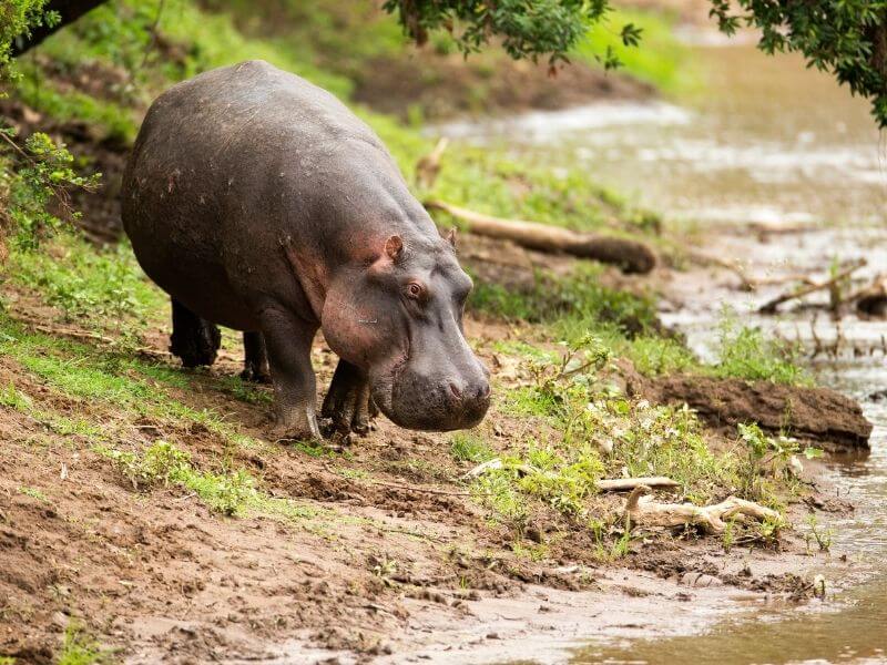 Hippos_Colombia_drinking water