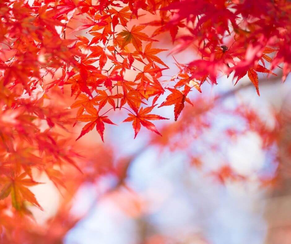 Autumm leaves at Mount Takao