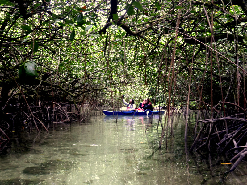 Kayaking in a mangrove forest in Palau