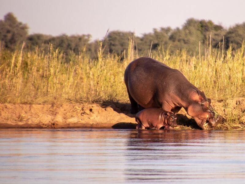 View of hippos at the Zambezi River in the Lower Zambezi National Park