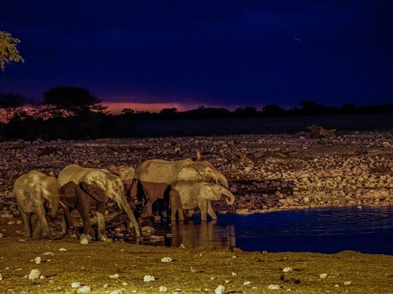 elephants drinking water at the Okaukuejo Camp waterhole