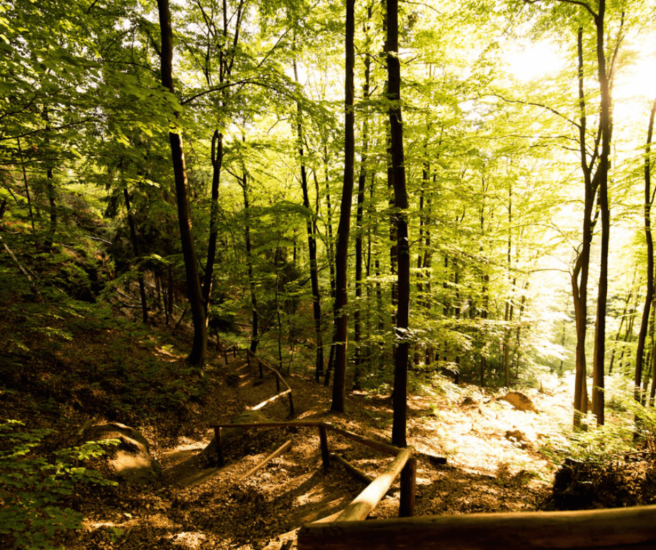 A winding hiking trail leading through the forest towards the Schrammsteine rock formations.