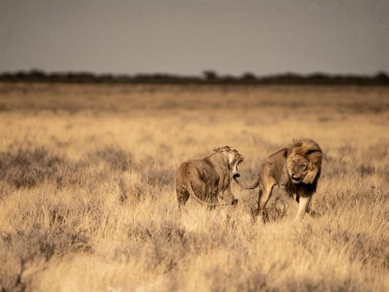 lions playing around in Etosha- namibia