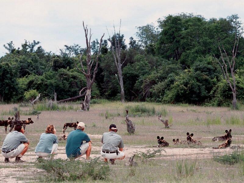 Travelers walking next to wild dogs