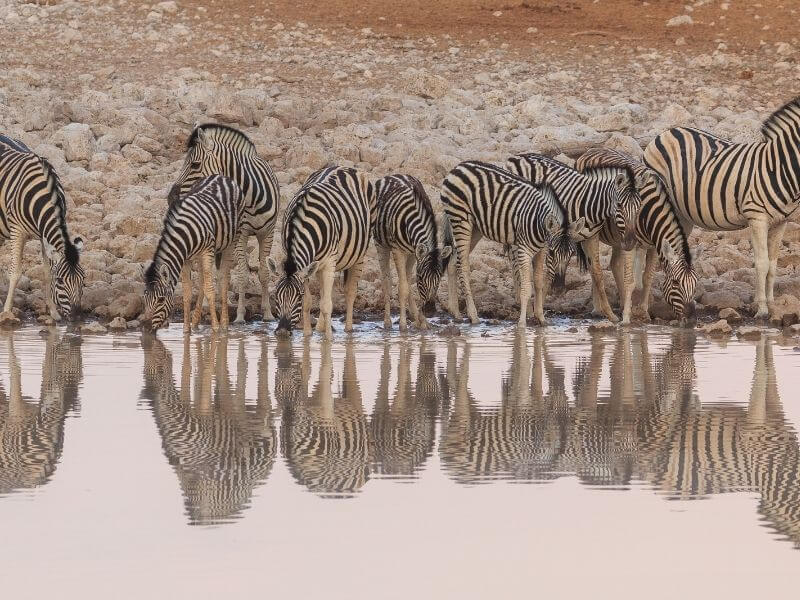 Etosha offers excellent game 