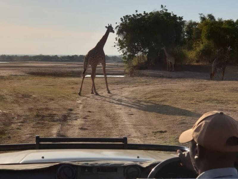 game viewing in South Luangwa National Park