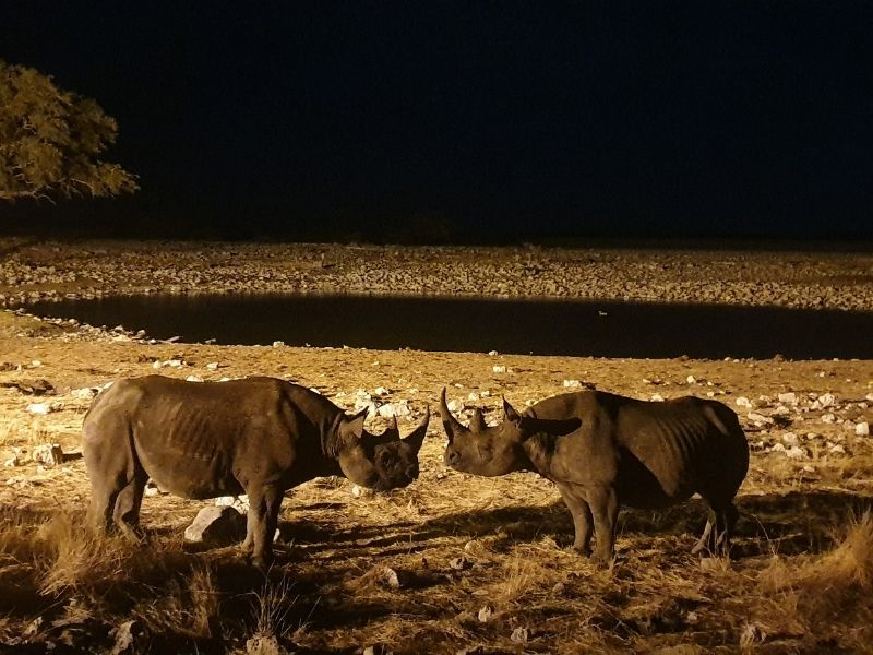 2 rhinos at a waterhole at night