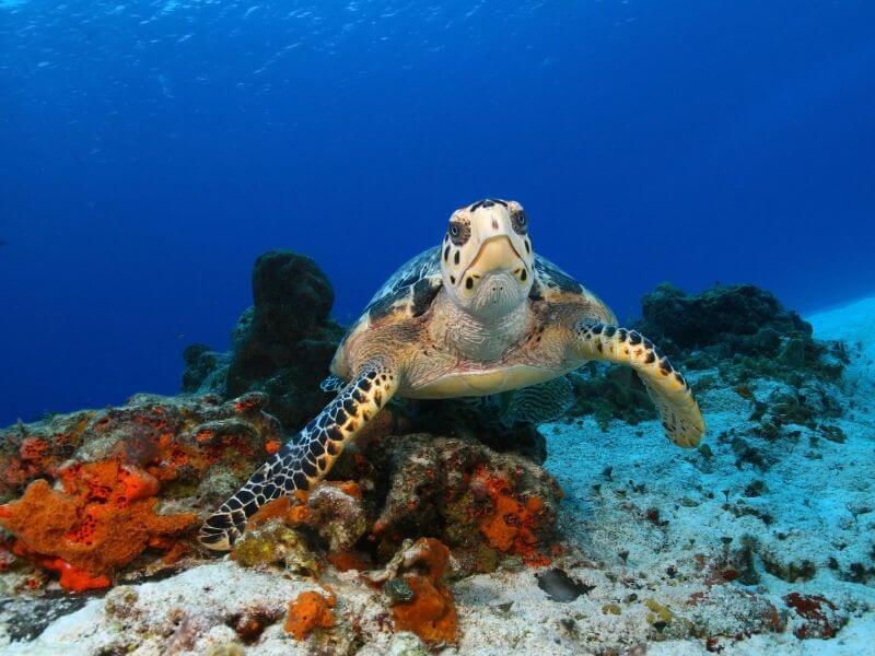 Sea Turtles are very popular in Cozumel