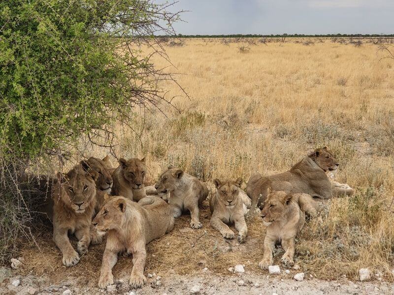 How to plan a self-driving trip in Etosha National Park