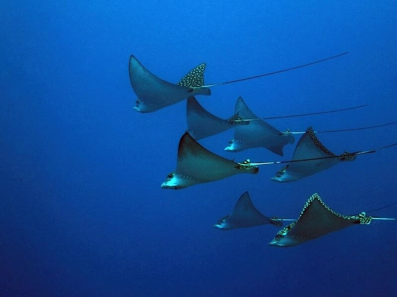 Mobula Rays in the Gulf of Mexico