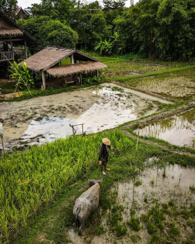 Bufffalo farm in Laos