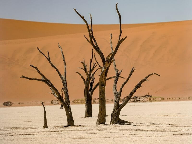 deadvlei in Sossusvlei is a unique place in namibia