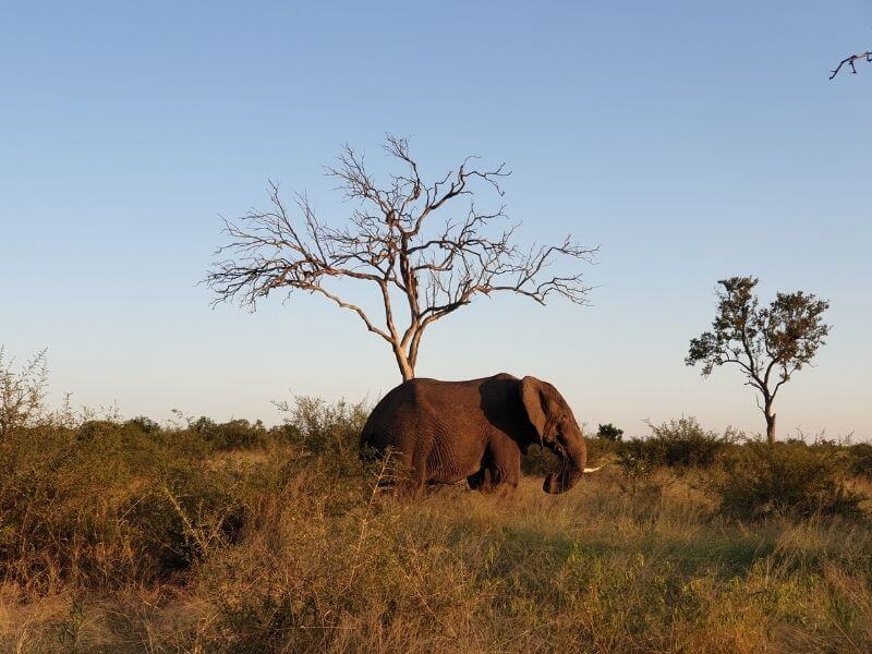 Photographing elephants in Hlane National Park