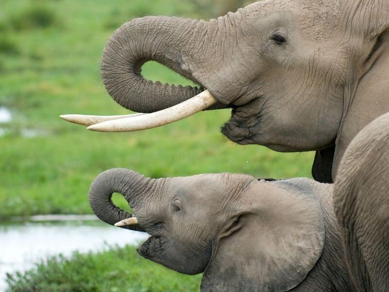 close encounters with elephants in Amboseli