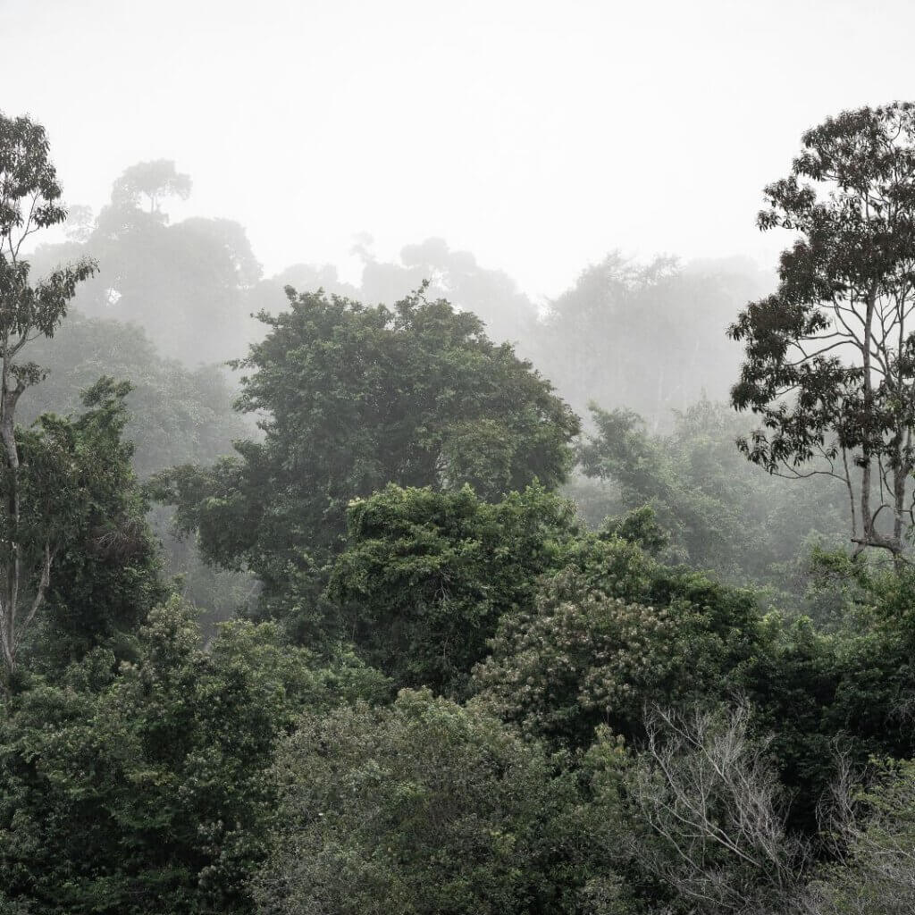 Guyana's pristine forests