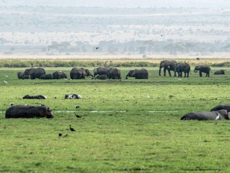 Amboseli - Kenya - Visit